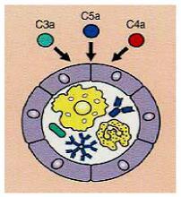 Inflamación secundaria: C3a,C5a y C4a son ANAFILATOXINAS. Provocan: 1.