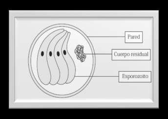 9 MRFLGÍA Isospora belli Transparente, ovalado y membrana delgada.