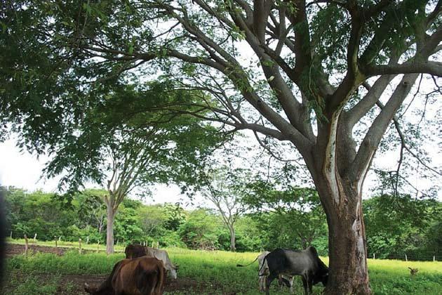 Aprovechamiento de árboles forrajeros Los árboles forrajeros como el guácimo, guanacaste y madero negro predominan en los potreros (Ruiz et ál.