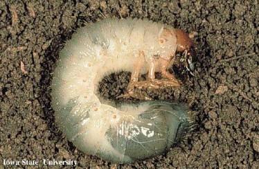 gusanos Gusano Alambre Aeolus spp larva Zompopos Atta spp
