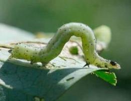 Minador de la Hoja Liriomyza sativae Blanchard larvas por