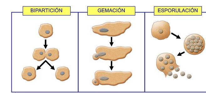 A Bipartición Gemación Esporulación Núcleo se divide en dos núcleos idénticos, luego la célula se divide en dos células