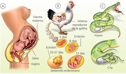 DESARROLLO EMBRIONARIO Ovoviviparos Oviparos Animales en los que el desarrollo embrionarios e producen el interior de la madre a partir de un huevo que contiene las sustancias nutritivas necesarias