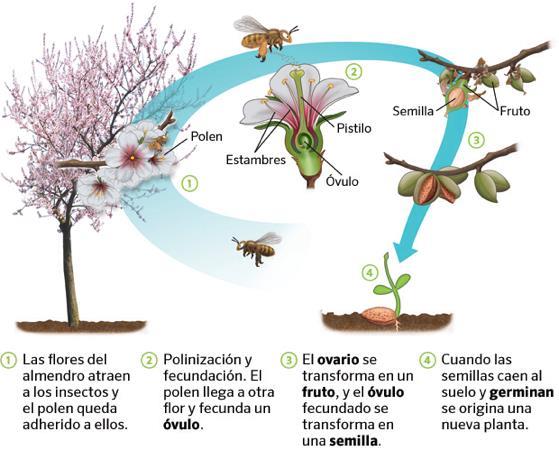 Sin semillas Las plantas sin semillas, como los musgos y los helechos, tienen un ciclo de vida con dos generaciones: una llamada gametofito (predominante), que