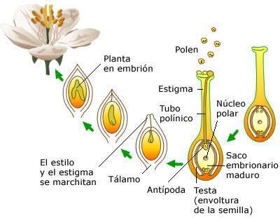 El ovulo forma en la semilla, esta contiene el embrión y las reservas alimenticias o albumen, que alimentarán la nueva planta hasta que está desarrolle hojas verdes y puede realizar la fotosíntesis.