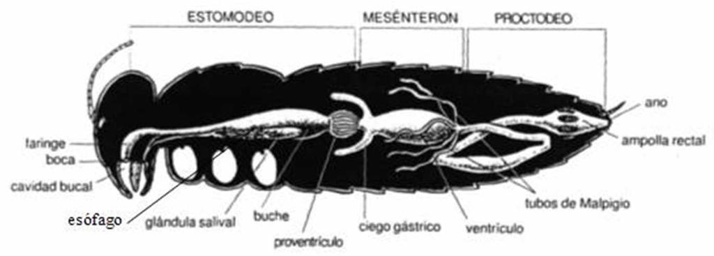 Sistema digestivo Consta de tres regiones: Estomodeo: Boca; Faringe; Esófago;Buche; Proventrículo; Válvula