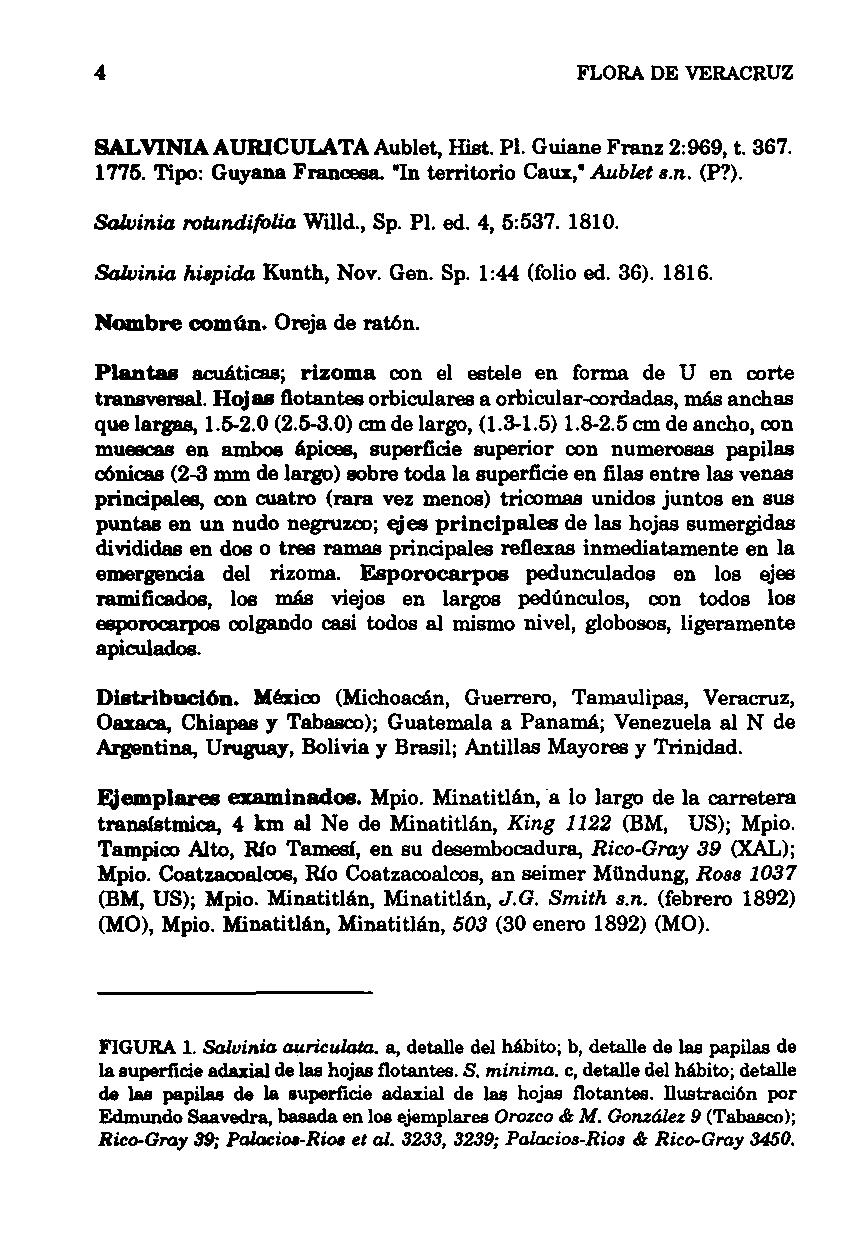 4 FLORA DE VERACRUZ SALVINIAAURlCULATA Aublet,!list. PI. Guiane Franz 2,969, t. 367. 1775. Tipo: Guyana Francesa. "In territorio Caux: Aublet B.n. (P?). Salvinia rotundifolia W Jld., Sp. PI. ed.