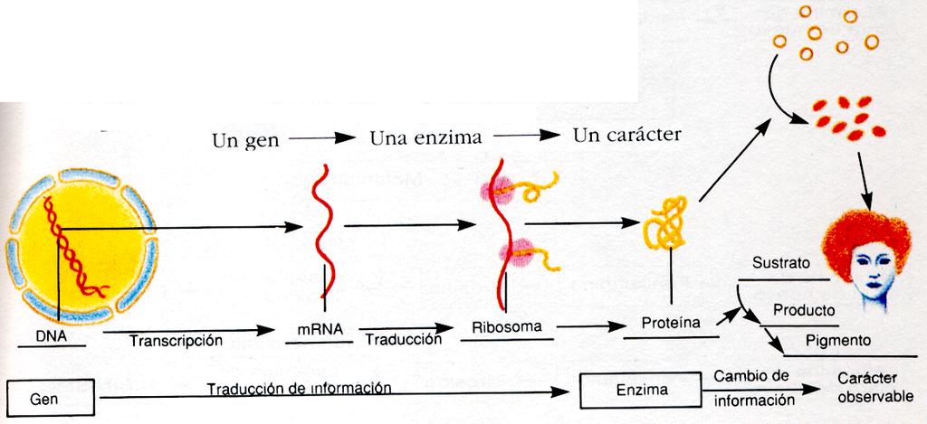 P Funcions biològiques dels àcids nucleics P Autoduplicació: Les cèl lules necessiten duplicar el contingut d ADN en determinats moments (normalment en una fase prèvia a la mitosis) amb la finalitat