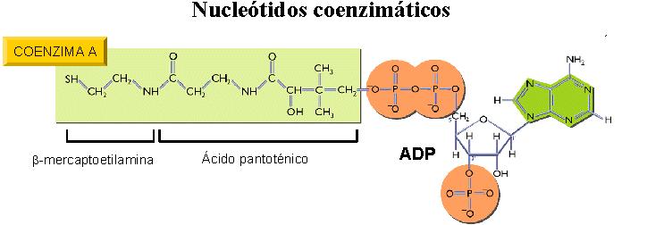 Nucleòtids: coenzims Els coenzims són sustàncies orgàniques que acompanyen als enzims en la seva acció catalítica.