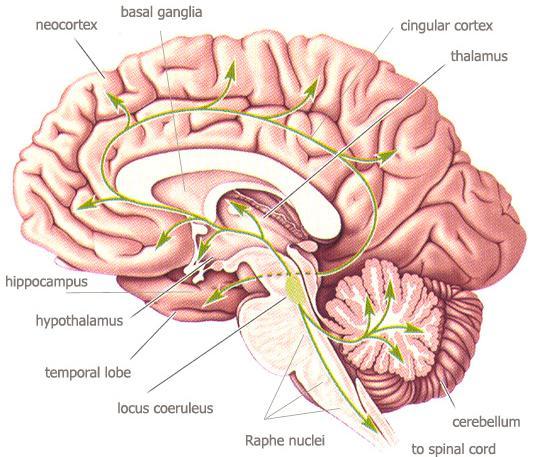 Ganglio basal neocortex cortex tálamo Cuerpo pineal Bulbo olfatorio hipocampo Tallo