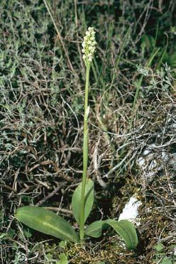 Neotinea maculata Neotinea maculata (Desf.) Stearn in Ann. Mus. Goulandris 2: 79 (1975) ["1974"] Satyrium maculatum Desf., Fl. Atlant. 2: 319-320 (1799) Orchis intacta Link in J. Bot.