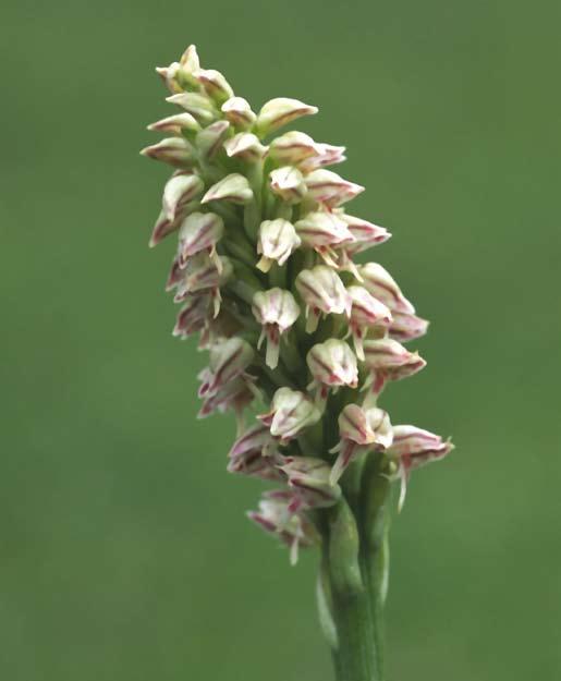 Neotinea maculata Entre 300 y 1.300 metros. Florece de marzo a mayo. Presenta un elevado nivel de autogamia. En ocasiones las flores son cleistógamas. Desconocemos los polinizadores de esta especie.