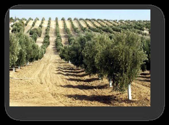Los cultivos predominantes en el valle siguen siendo del tipo mediterráneo: vid, olivo, hortalizas yfrutales.