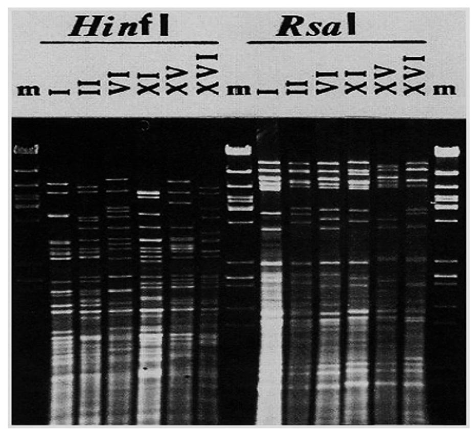 eliminación de largos fragmentos de ADN en cromosomas homólogos durante la evolución del genoma de las levaduras (Casaregola et al., 1998).