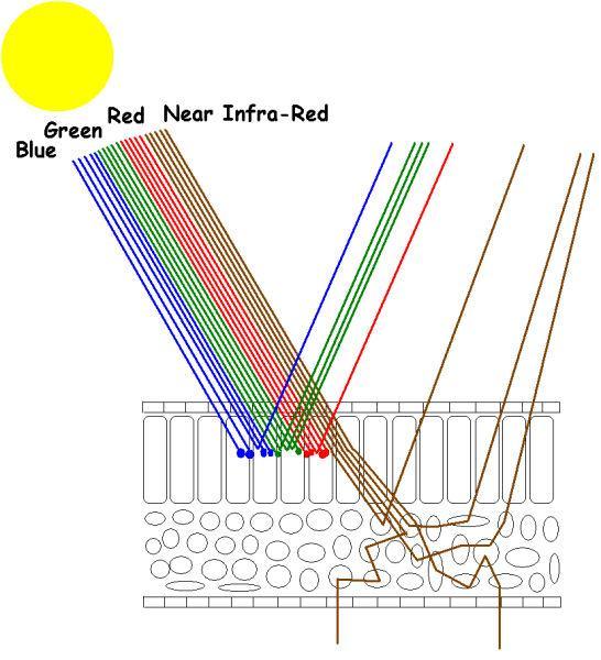 Reflectancia (%) Azul Verde Rojo Percepción remota de la vegetación Pigmentos de la hoja Absorción de clorofila Estructura de la célula Contenido de humedad Absorción del agua Factor que