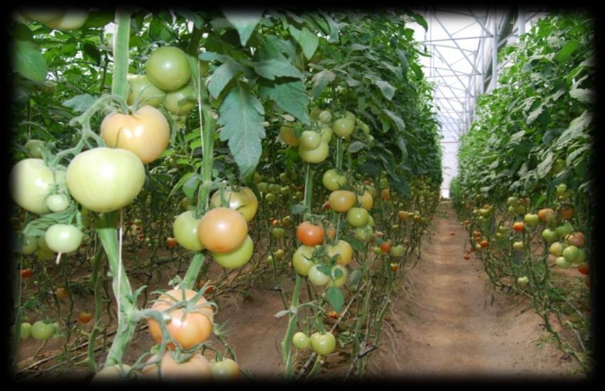 Antecedentes Producción 2014 y 2016 En el ciclo 2014. Se produjeron 21,750 ton. de productos: tomate (99%), chile morrón y habanero principalmente. En el ciclo 2017. Se produjo 36,000 ton.