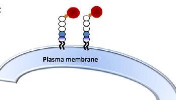 ETIOPATOGENIA Mutación somática en el gen fosfatidil inositol glucano clase A (PIG-A) que se encuentra en el