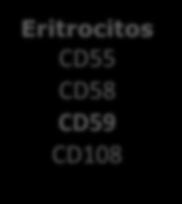 CD16 CD24 CD52 CD55