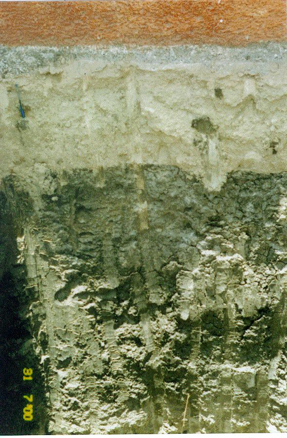 Muro Losa de cimentación de 8 cm de espesor Relleno de tepetate de 0.45m de espesor.