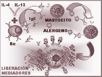 Alergeno IL4 Linfos CD4 TH2 IL3 IL5 Activación de las células B Producción de IgE Supervivencia de eosinófilos Amplifican y mantienen la