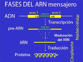 SALTO DE EXON Los Genes constan de regiones codificantes (exones) y no codificantes (intrones) La información de los genes se transcribe al pre-rnam.