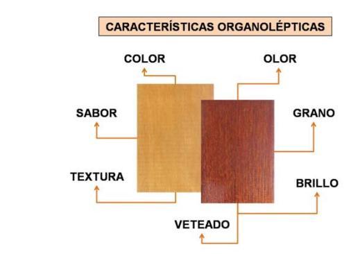 Las características organolépticas de la madera son aquellas que pueden ser percibidas por los