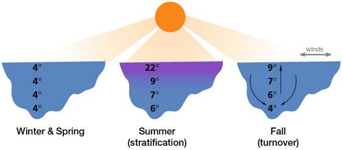Monomíctico cálido Se estratifica en verano MONOMÍCTICO: 1 SÓLA MEZCLA POR AÑO Monomíctico