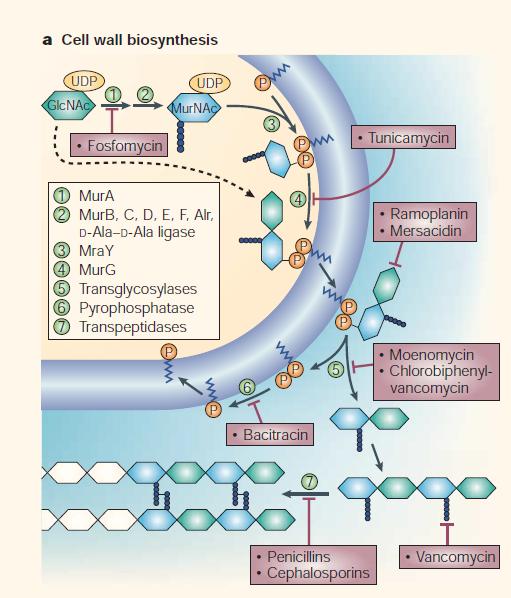 Antibióticos que inhiben la síntesis de pared celular Inhiben enzimas biosintéticas Fosfomicina, Cicloserina * Se combinan con moléculas transportadoras