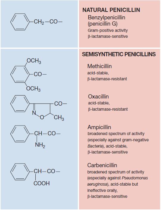 Antibióticos que inhiben la síntesis de pared celular Grupo N-acilo β-lactámicos de segunda generación Penicilinas naturales: ej.