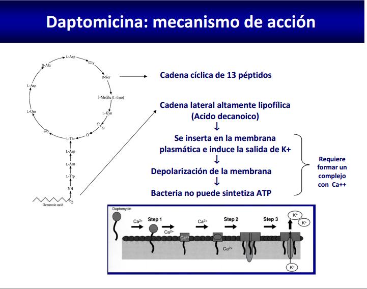 Antibióticos que interfieren con la membrana celular Daptomicina: Antibiótico