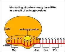 Antibióticos que inhiben la síntesis de proteínas Que actúan sobre la subunidad 30S del ribosoma Aminoglicósidos: Mecanismo de Acción Se unen a la subunidad 30S del ribosoma: