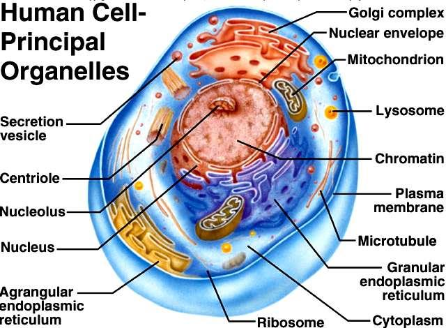 Estructura física de la célula Organelas intracelulares Cubierta membranosa ( lípidos y proteínas): Membrana plasmática Membrana del RE Membrana mitocondrial Membrana de los lisosomas y Ap.