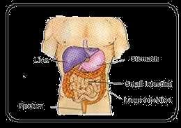 Carbono, ácidos grasos y aminoácidos Hígado: Órgano que se