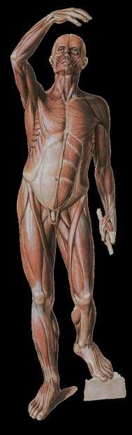 Definición de Anatomía El término proviene del griego anatome, que significa corte y/o