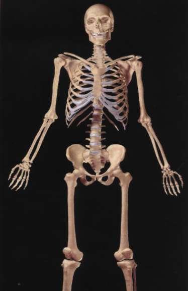 Esqueleto humano ESQUELETO AXIAL Cabeza (22) Torax (25) Columna vertebral (26) Además existe 1 hioides y 6 huesecillos auditivos