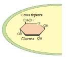 1-Protoplasmático Es el conjunto de sustancias que componen los seres vivos y está formado por átomos de carbono, oxígeno,