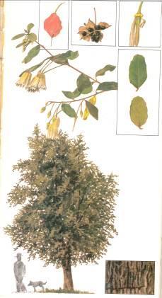 Nombre Científico: Crinodendron patagua.