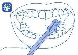 1 2 Coloca el cepillo contra la encia Cepilla la superficie interna y el diente a 45º.