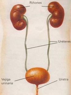 URÉTERES La orina es conducida por los uréteres hasta la vejiga urinaria.