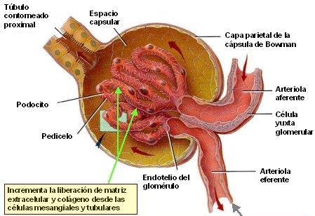 FORMACIÓN DE LA ORINA FILTRACIÓN GLOMERULAR: La sangre se filtra del glomérulo hasta el interior de la cápsula de Bowman.