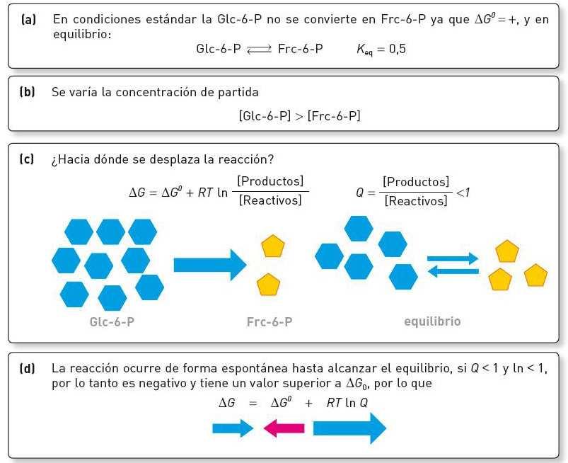 Predicción del sentido de una reacción química según la concentración real de los reactivos y productos.