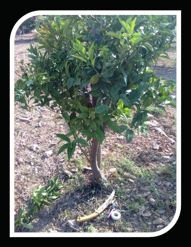Para eliminar ramas de importancia se hará en épocas donde la actividad vegetativa sea mínima.