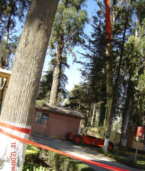 ANTECEDENTES: Es una obra de poda, desrrame y derribo de árboles que se realiza de carácter urgente debido al peligro que representa la caída de ramas de los árboles tanto para los trabajadores del