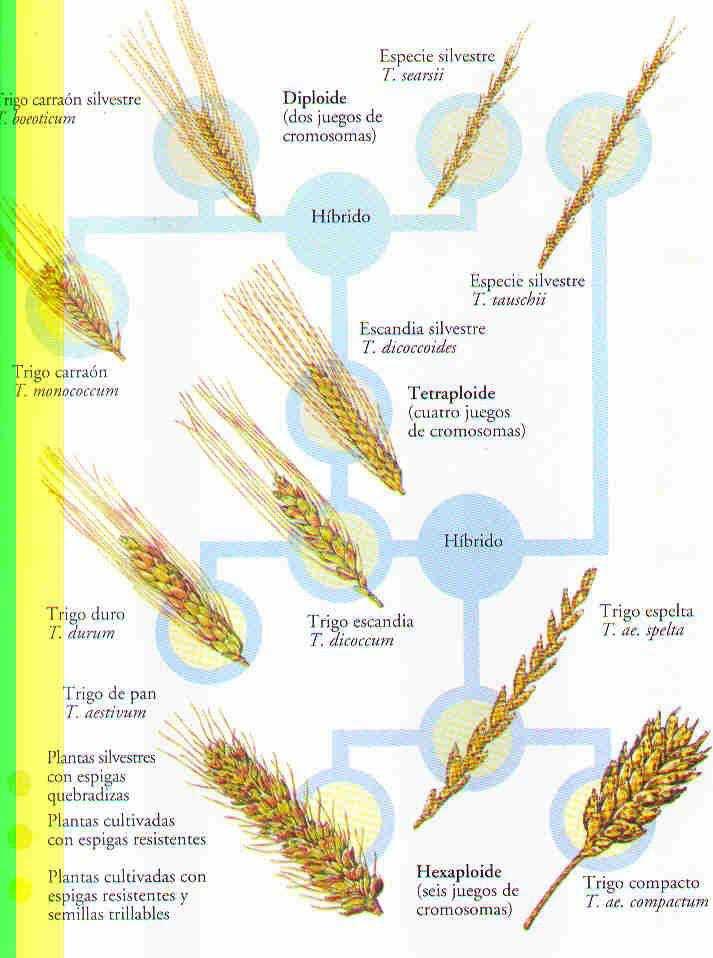 Origen del trigo y especies