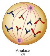 metafase, anafase y telofase.