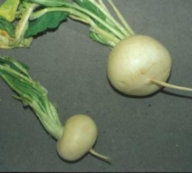 nigra mostaza negra posee semillas de 1 2 mm de diámetro, posee glucosinolatos,