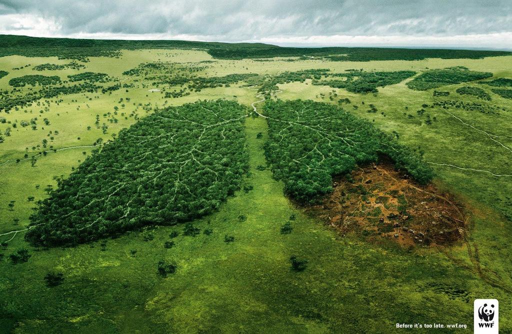 7.La explotación forestal La explotación forestal es el aprovechamiento económico de los bosques. El recurso forestal más importante es la madera.
