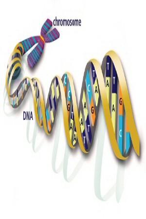 Mejoramiento genético Factor decisivo en mejora de productividad y eficiencia Nuevas tecnologías Genética molecular Secuenciación Edición genómica (PRRS) Manejo de programa de