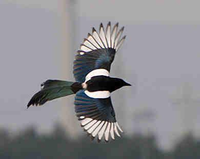 Figura 4.- Foto de la urraca. Atención a la coloración de las alas, forma de alas y cola y silueta en vuelo. El pico de la urraca es recto y fuerte.