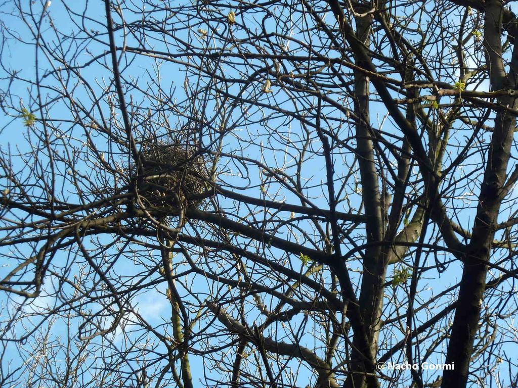 Decir que al igual que sucede con otras especies de aves, el nido de urraca es muchas veces aprovechado por